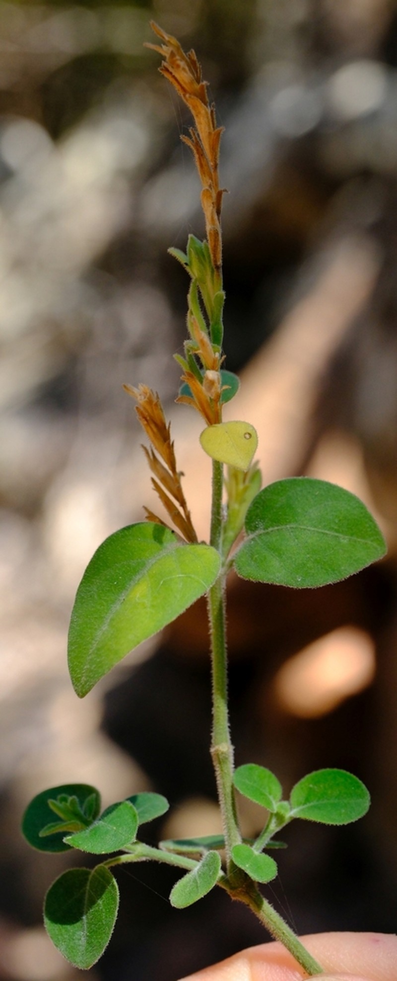Hypoestes pubescens photo 4