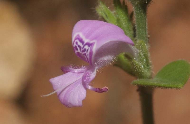 Hypoestes pubescens photo 5