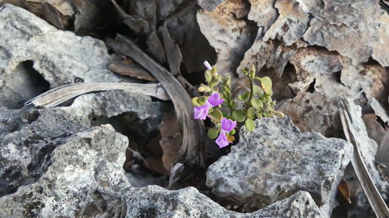 Hypoestes pubescens photo 6