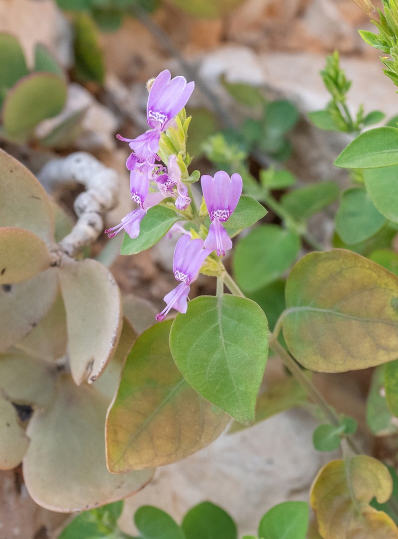 Hypoestes pubescens photo 7