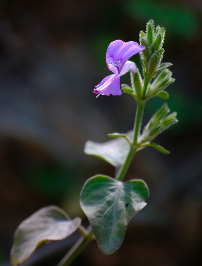 Hypoestes pubescens photo 8