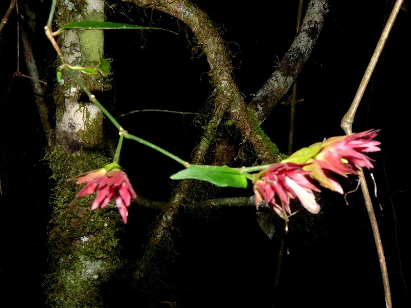 Hypoestes pulchra