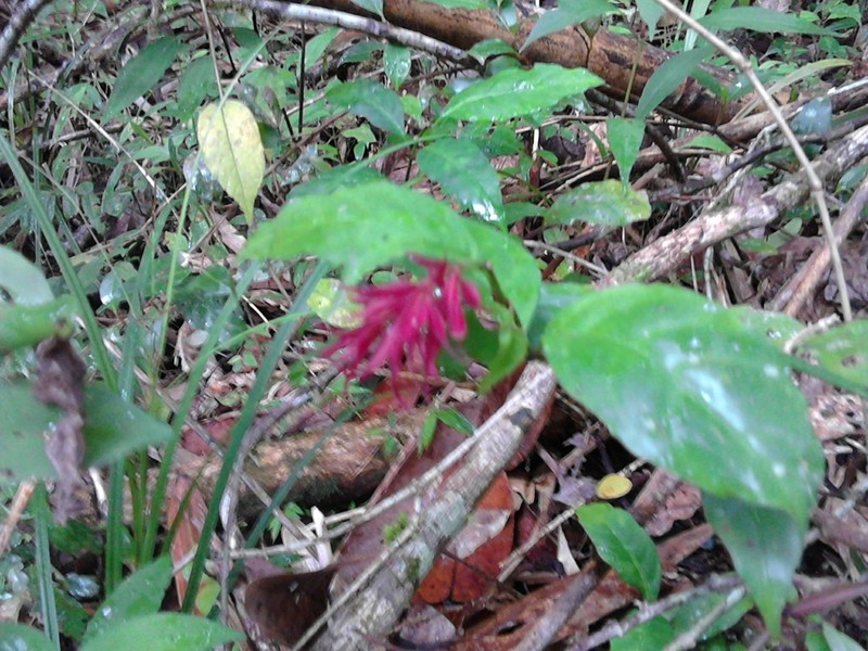 Hypoestes pulchra photo 2