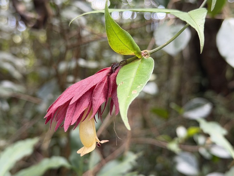 Hypoestes pulchra photo 3