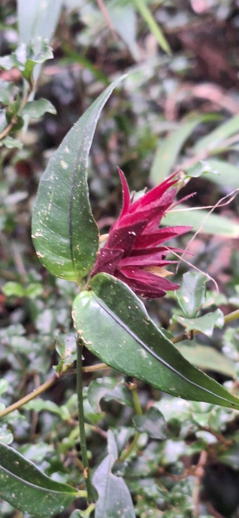 Hypoestes pulchra photo 4