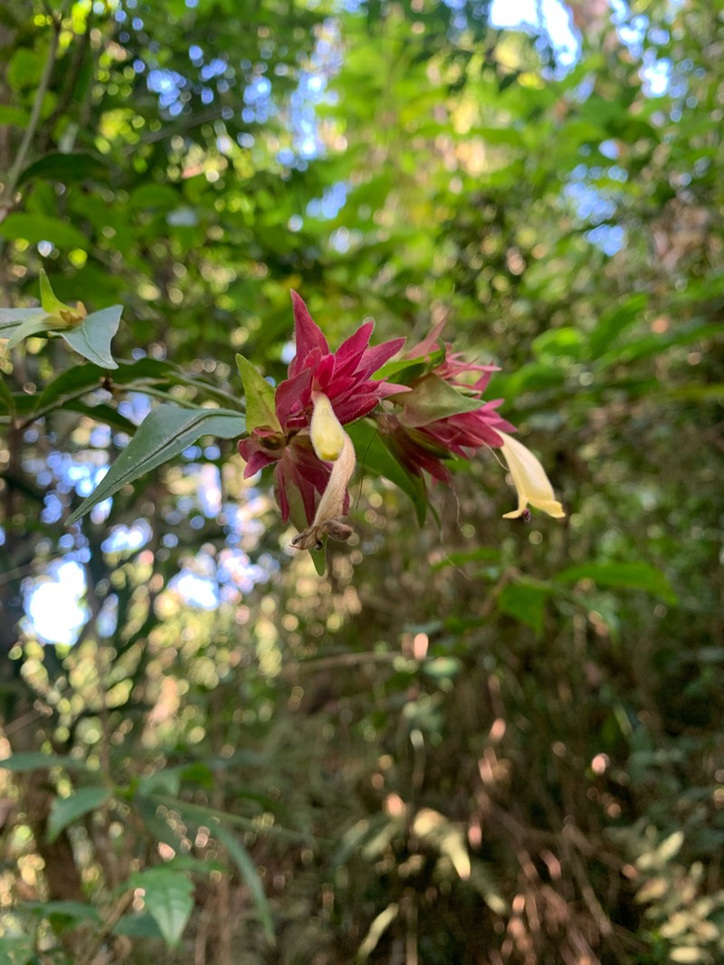 Hypoestes pulchra photo 5