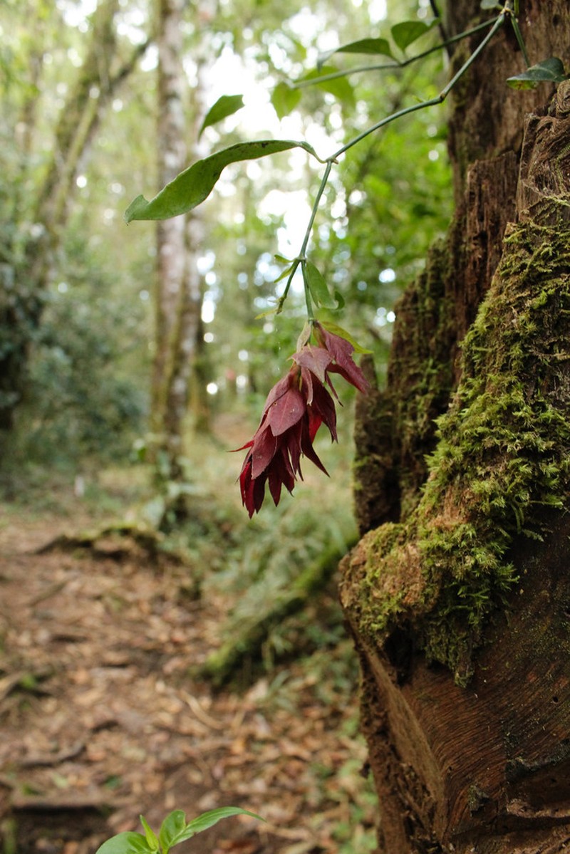 Hypoestes pulchra photo 6
