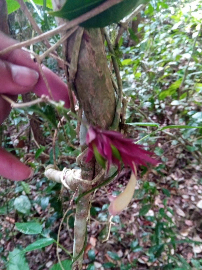 Hypoestes pulchra photo 7