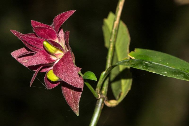 Hypoestes pulchra photo 8