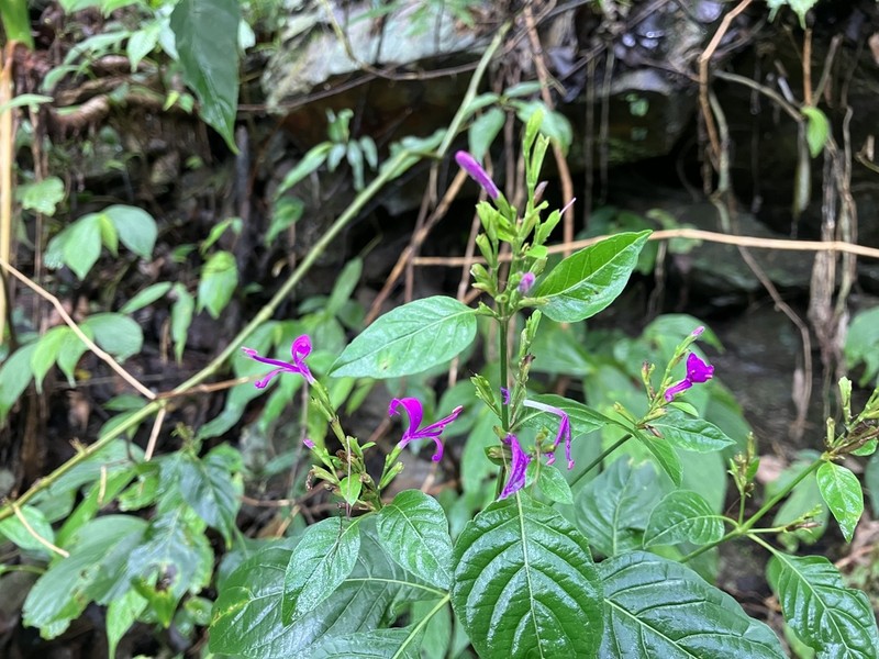 Hypoestes purpurea