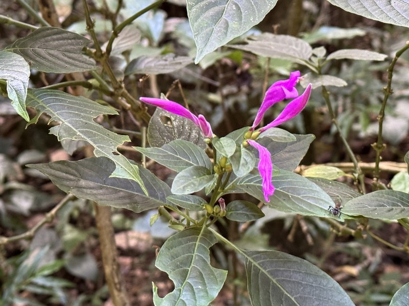 Hypoestes purpurea photo 2