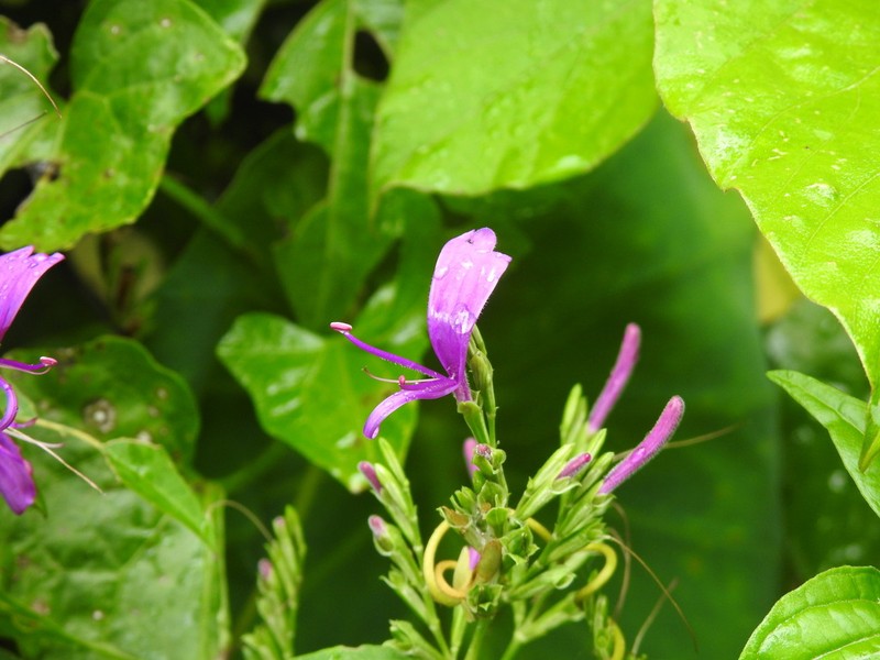 Hypoestes purpurea photo 3