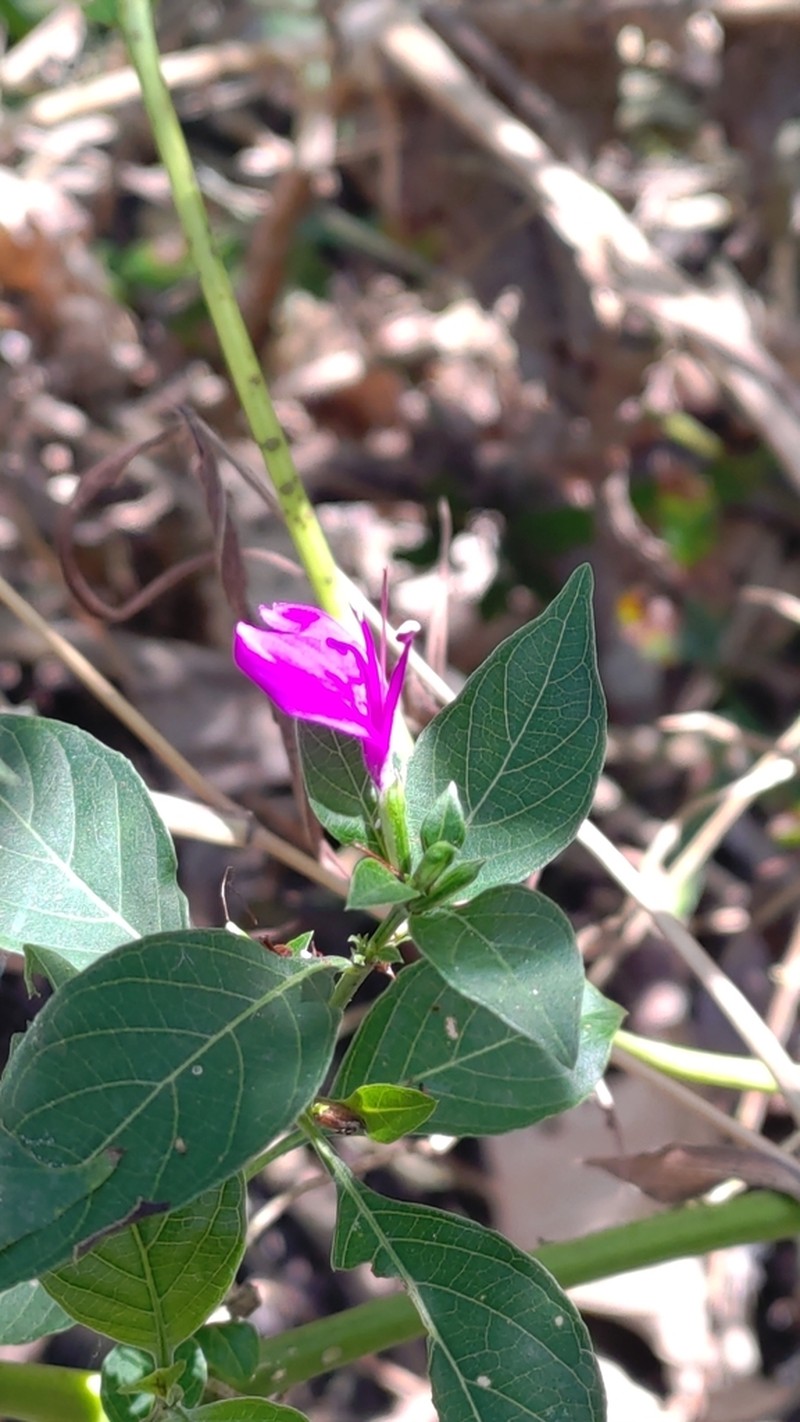 Hypoestes purpurea photo 4