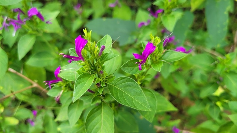 Hypoestes purpurea photo 5