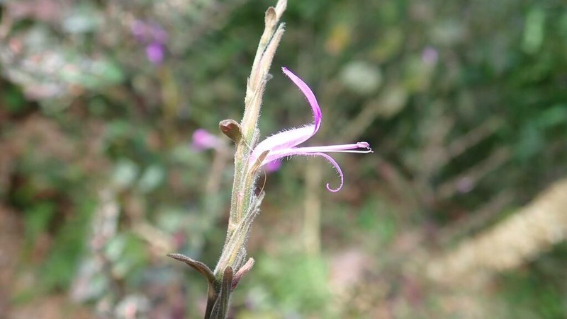 Hypoestes purpurea photo 6
