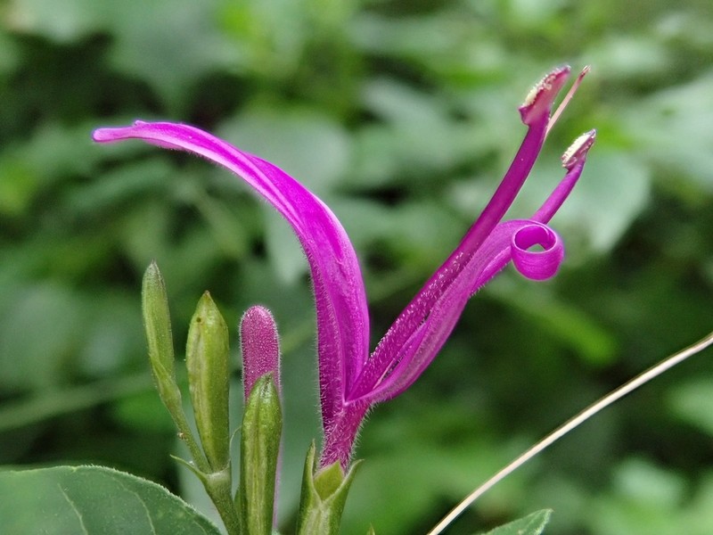 Hypoestes purpurea photo 7