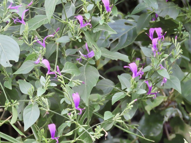 Hypoestes purpurea photo 8