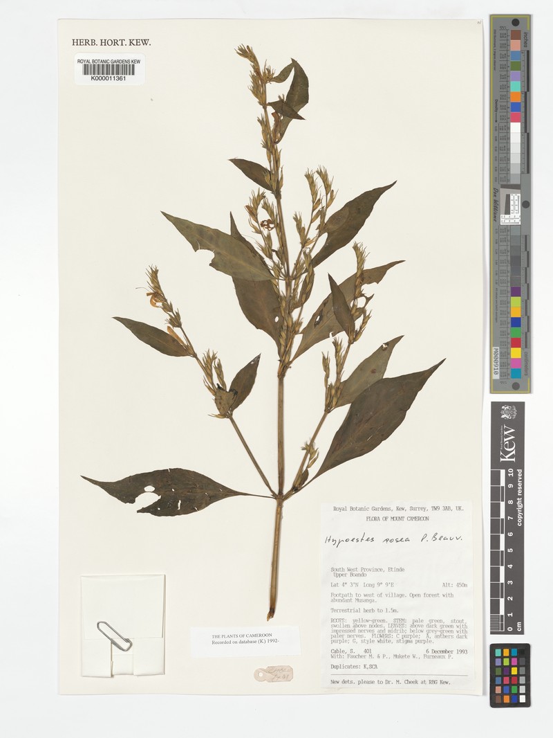 Hypoestes rosea