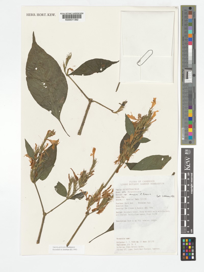 Hypoestes rosea photo 2