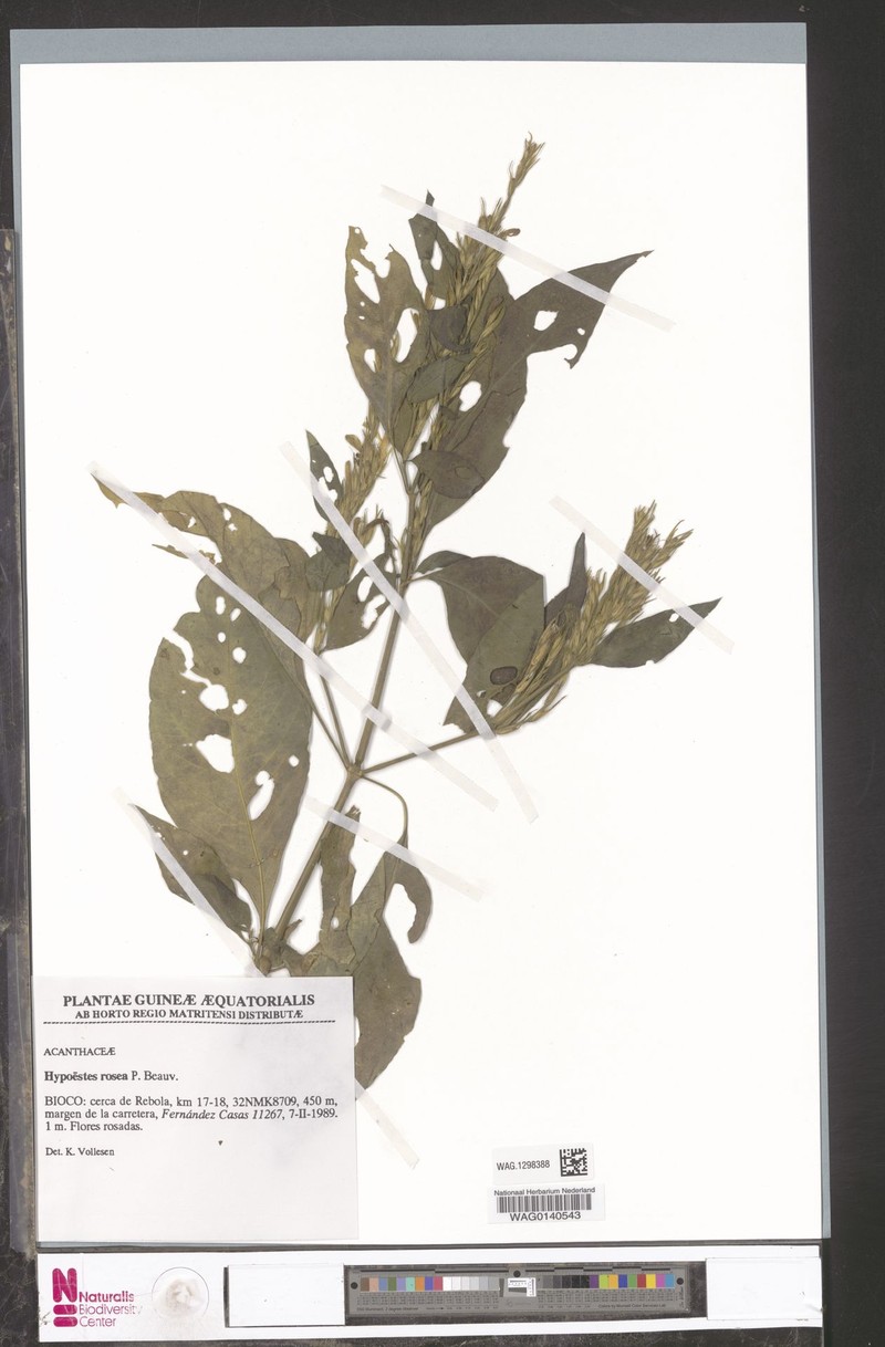 Hypoestes rosea photo 3