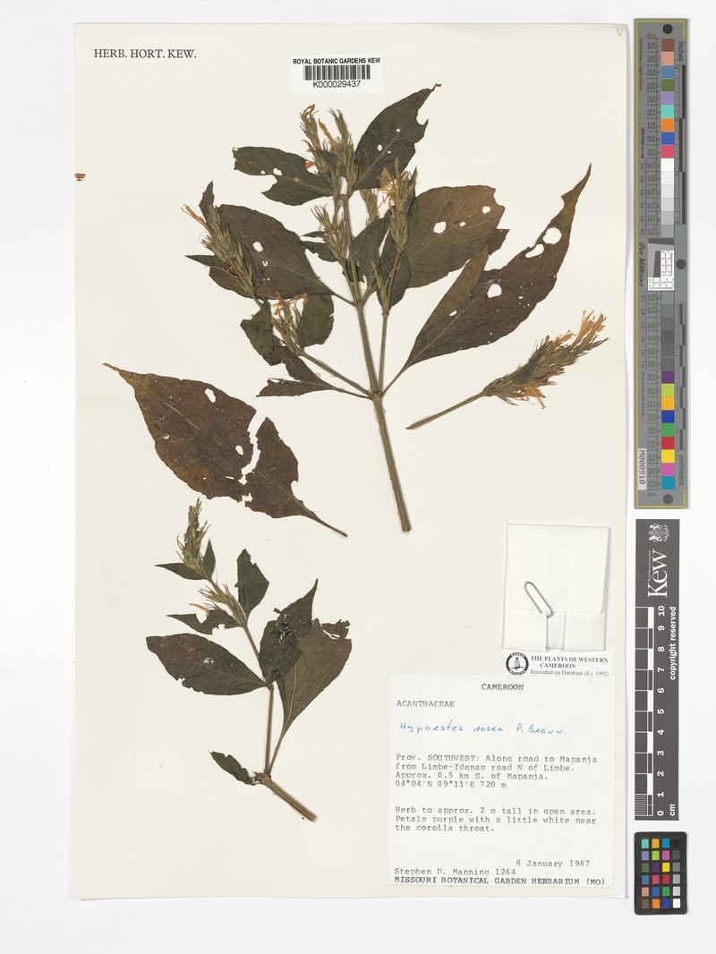 Hypoestes rosea photo 4