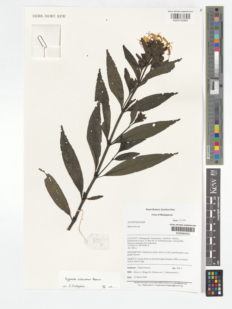 Hypoestes saboureaui