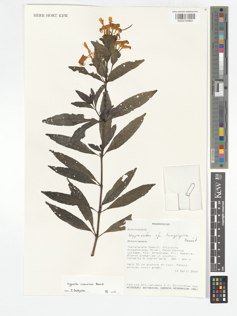 Hypoestes saboureaui photo 2