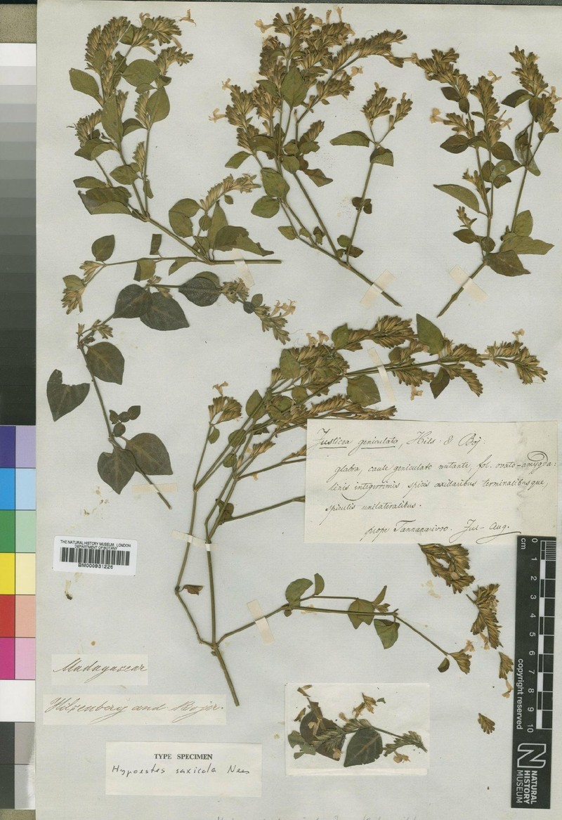 Hypoestes saxicola