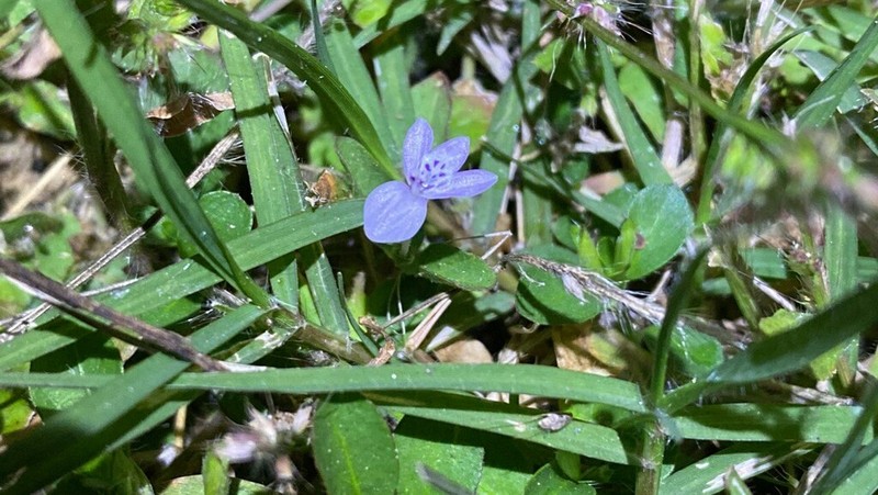 Hypoestes serpens