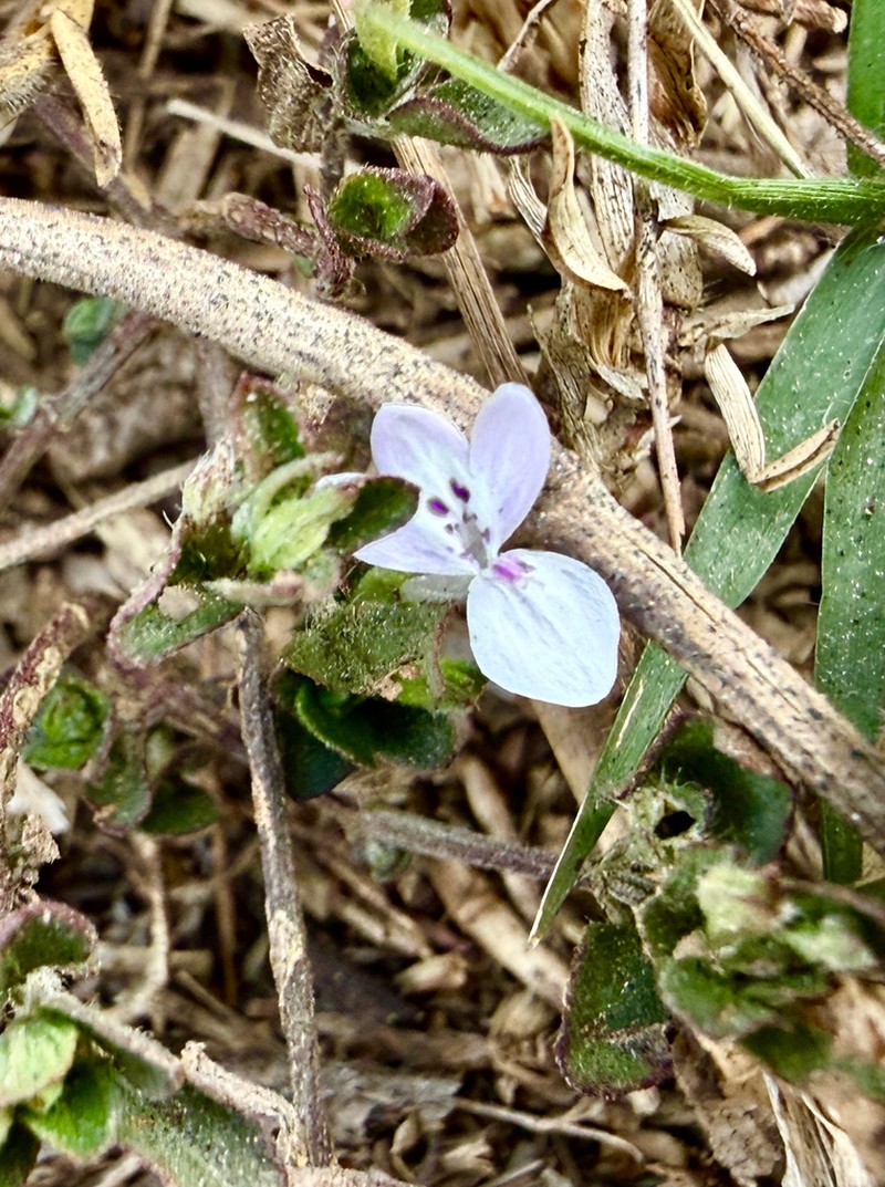 Hypoestes serpens photo 2
