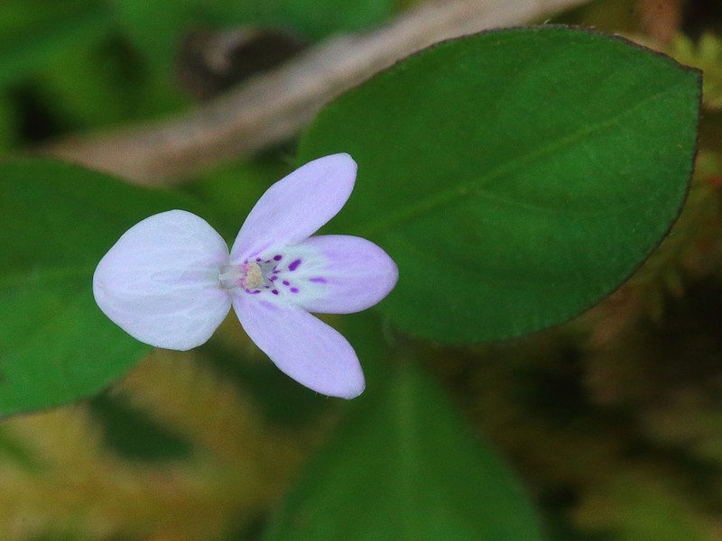 Hypoestes serpens photo 5