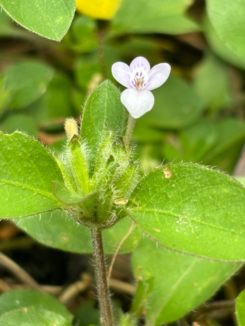 Hypoestes serpens photo 6