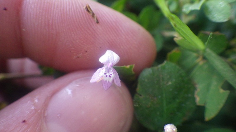 Hypoestes serpens photo 7