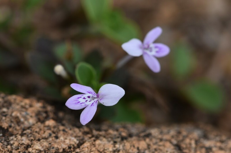Hypoestes serpens photo 8