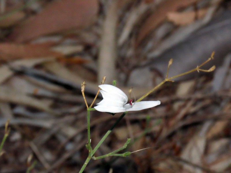 Hypoestes sparsiflora photo 2