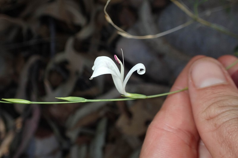 Hypoestes sparsiflora photo 7