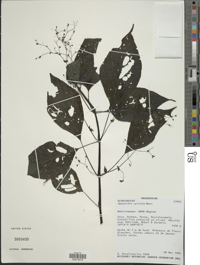 Hypoestes spicata