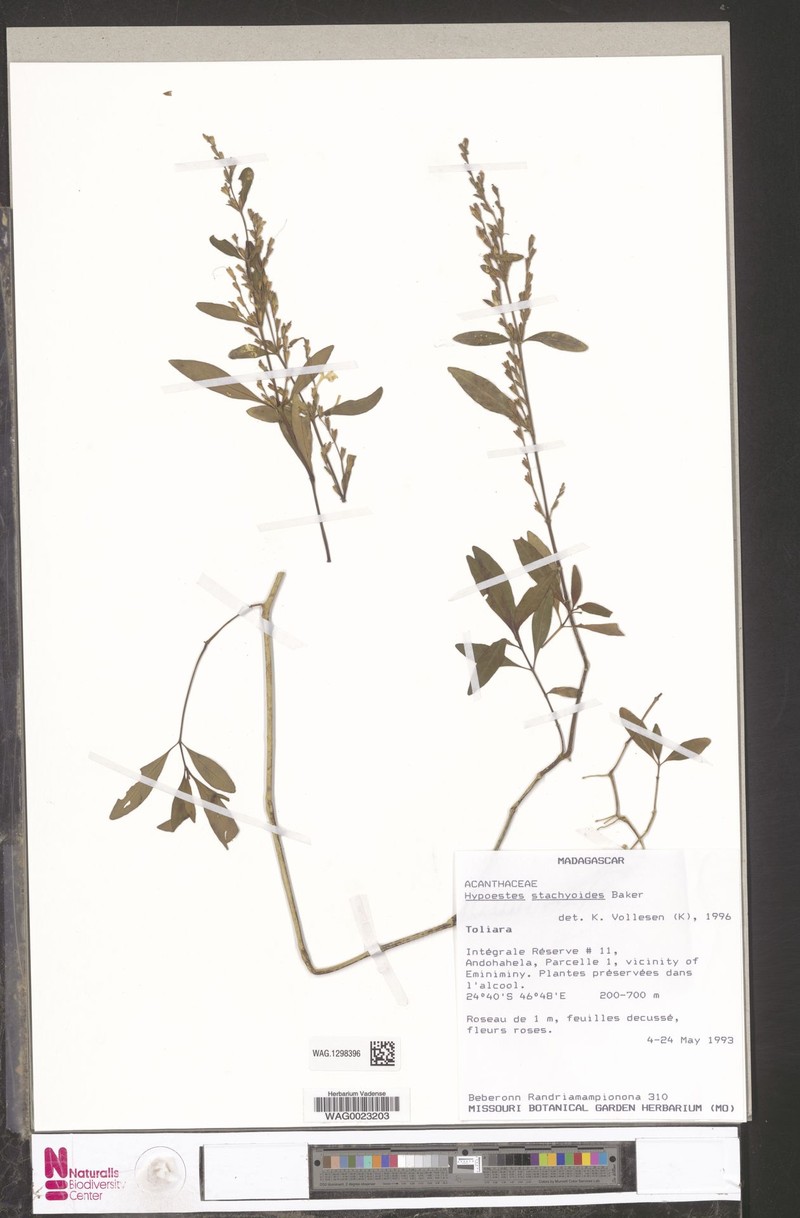 Hypoestes stachyoides