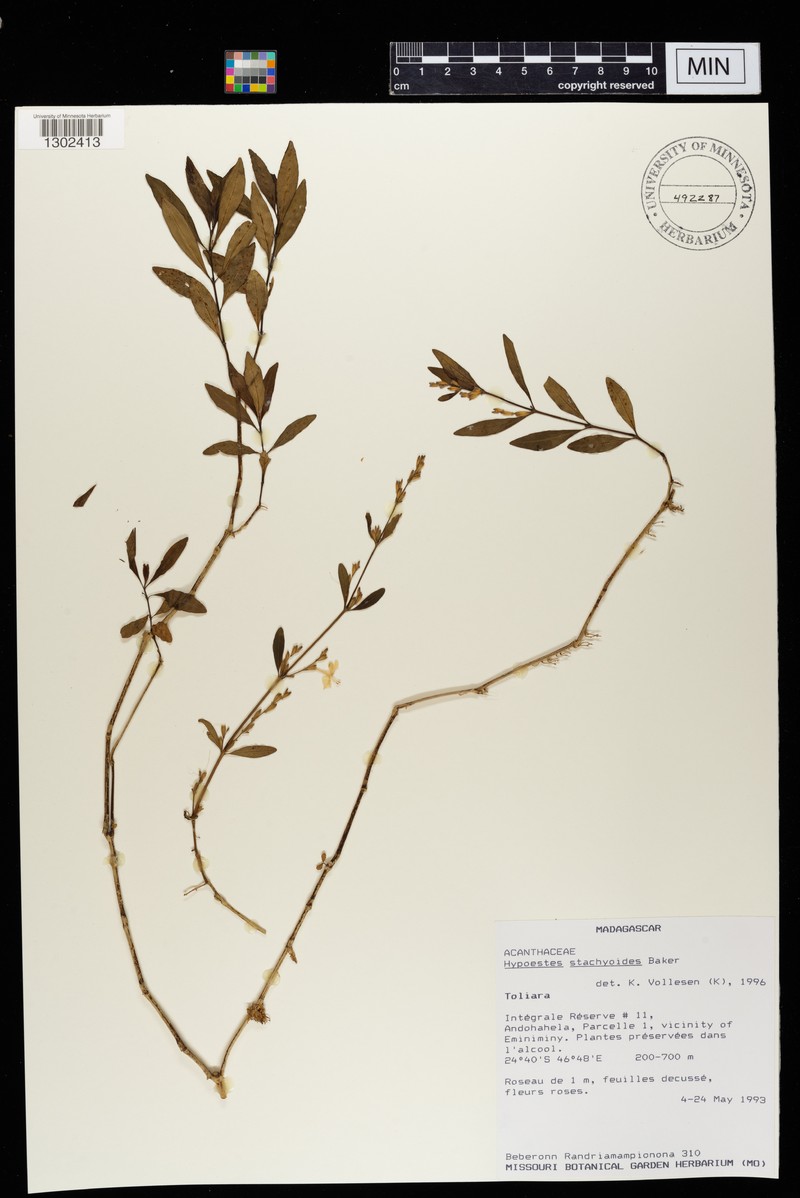 Hypoestes stachyoides photo 2
