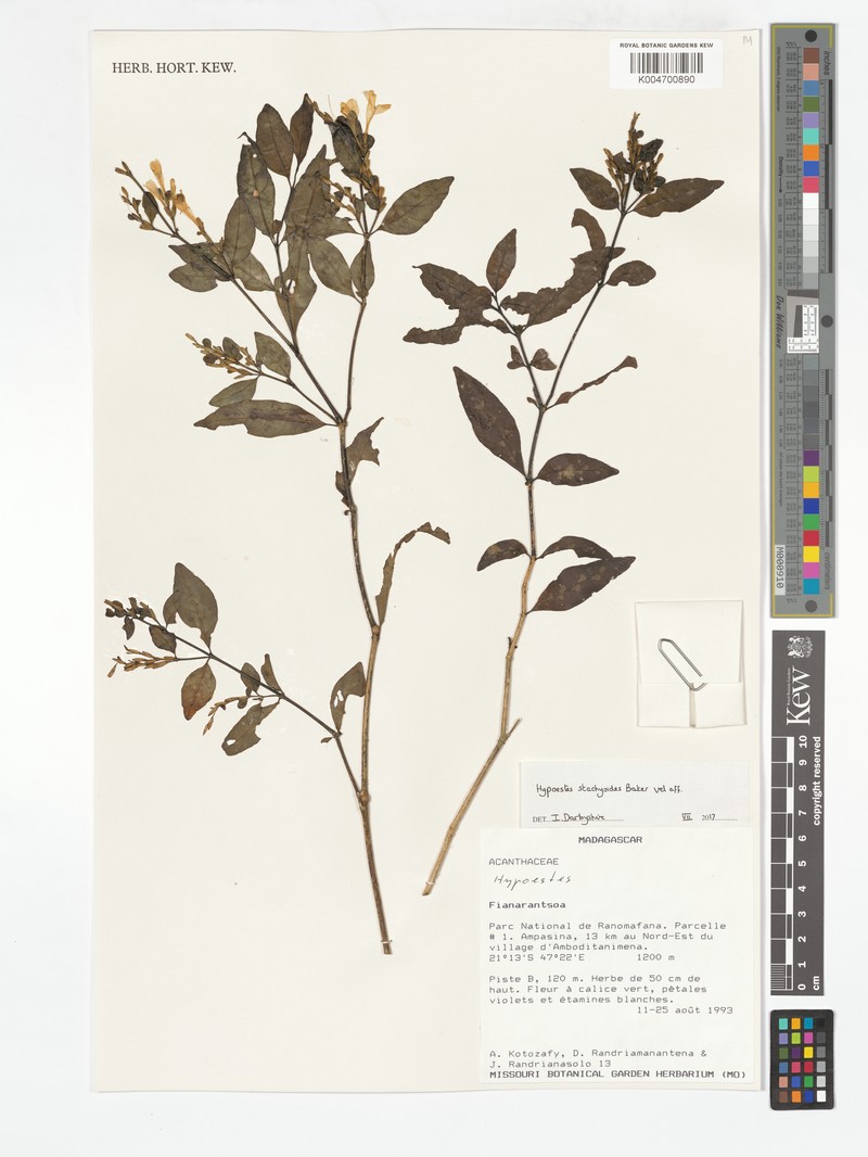 Hypoestes stachyoides photo 3