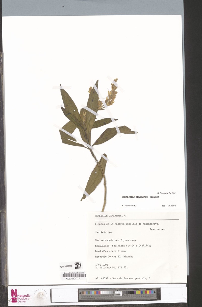 Hypoestes stenoptera
