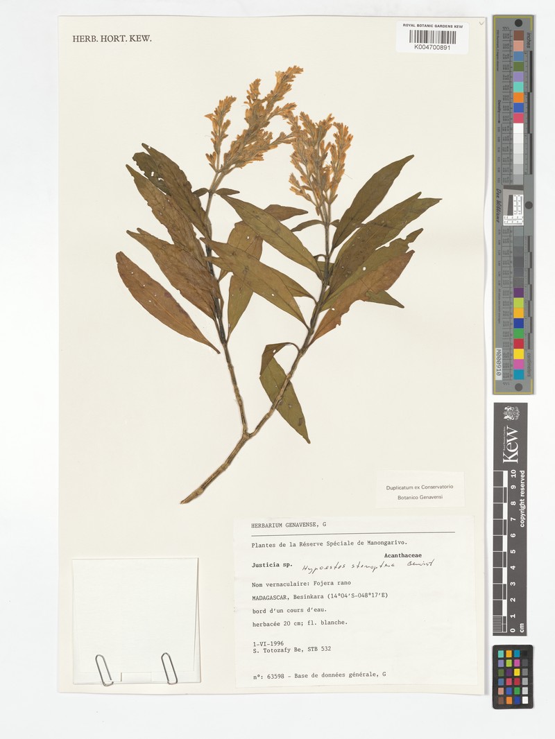 Hypoestes stenoptera photo 2
