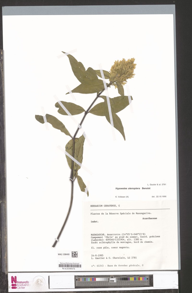 Hypoestes stenoptera photo 3