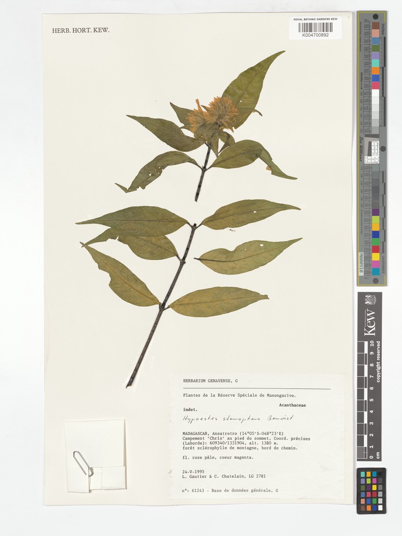 Hypoestes stenoptera photo 4