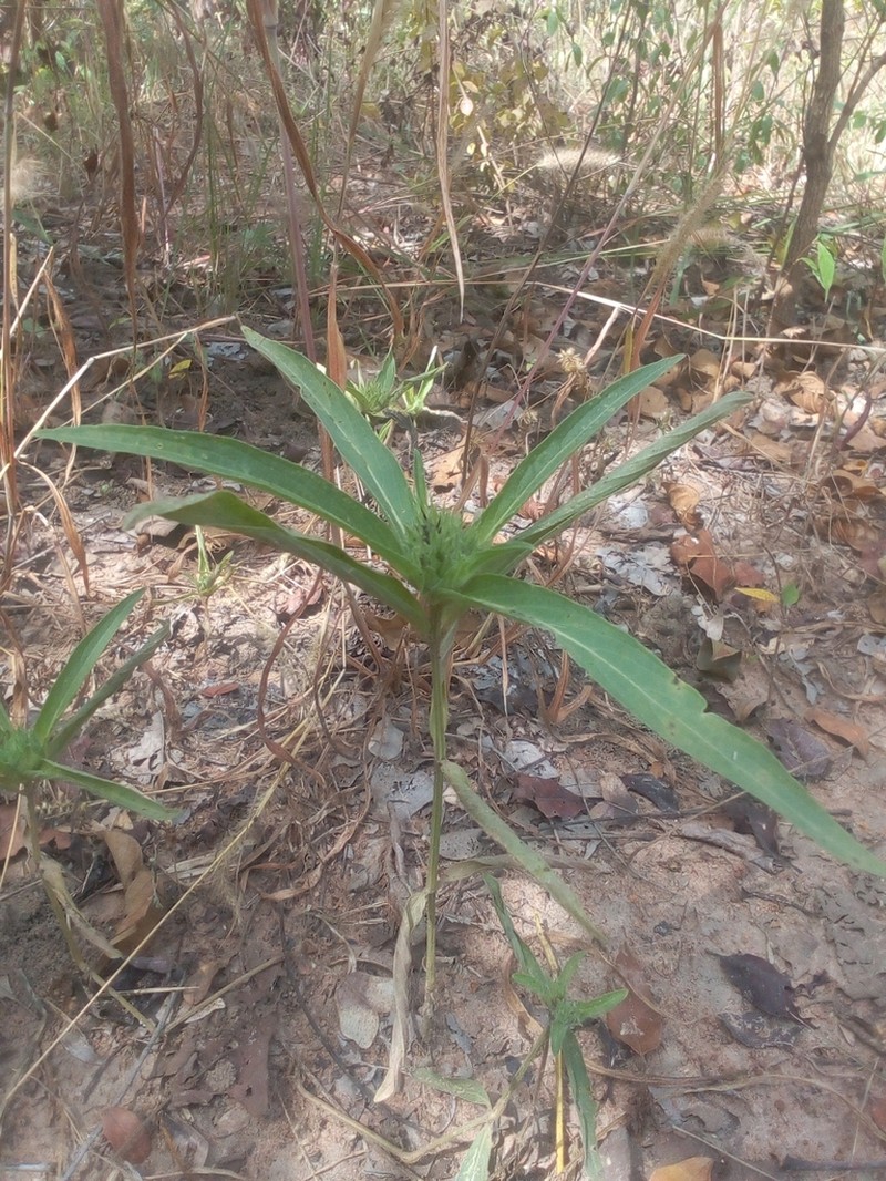 Hypoestes strobilifera