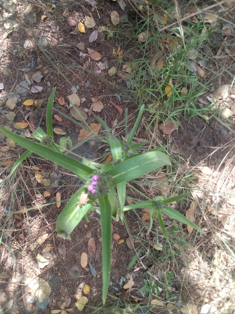Hypoestes strobilifera photo 2