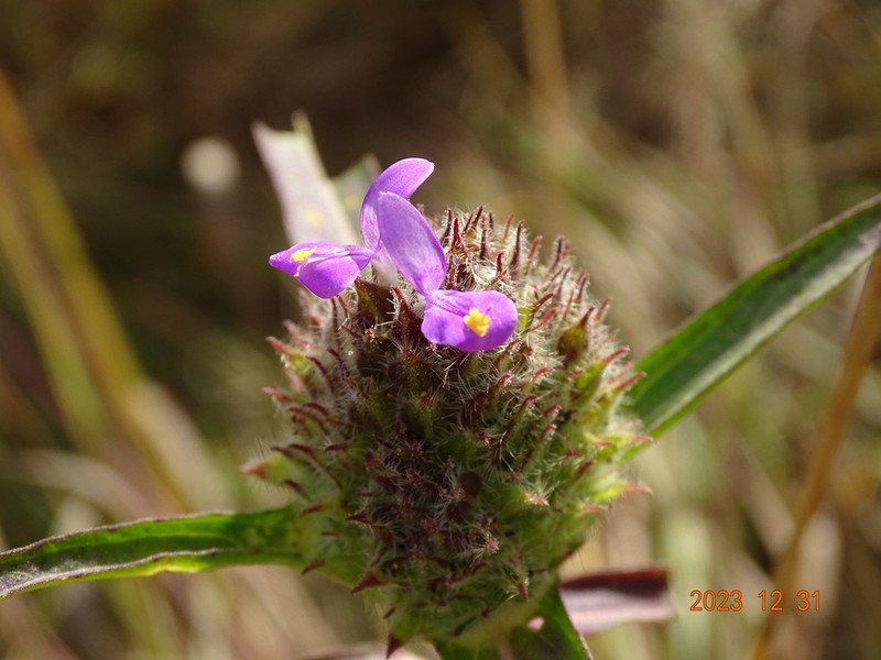 Hypoestes strobilifera photo 3