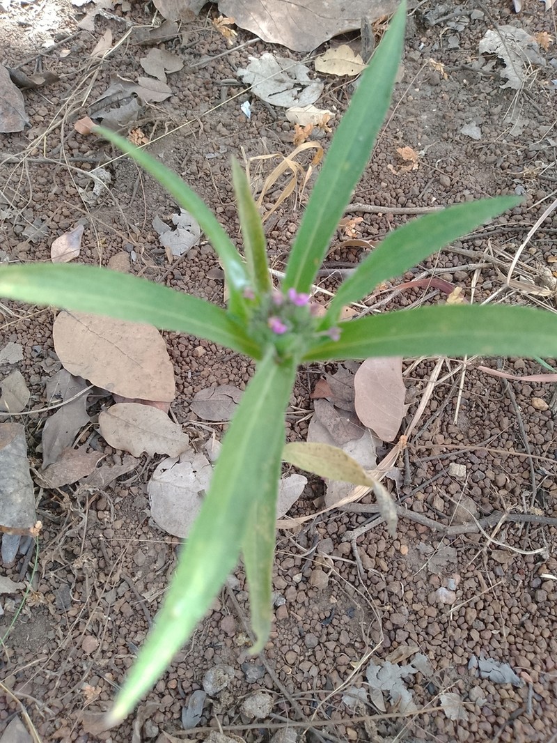 Hypoestes strobilifera photo 4