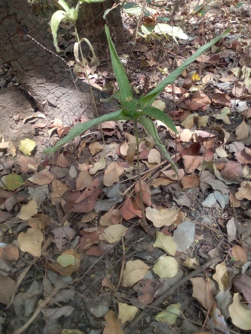 Hypoestes strobilifera photo 5