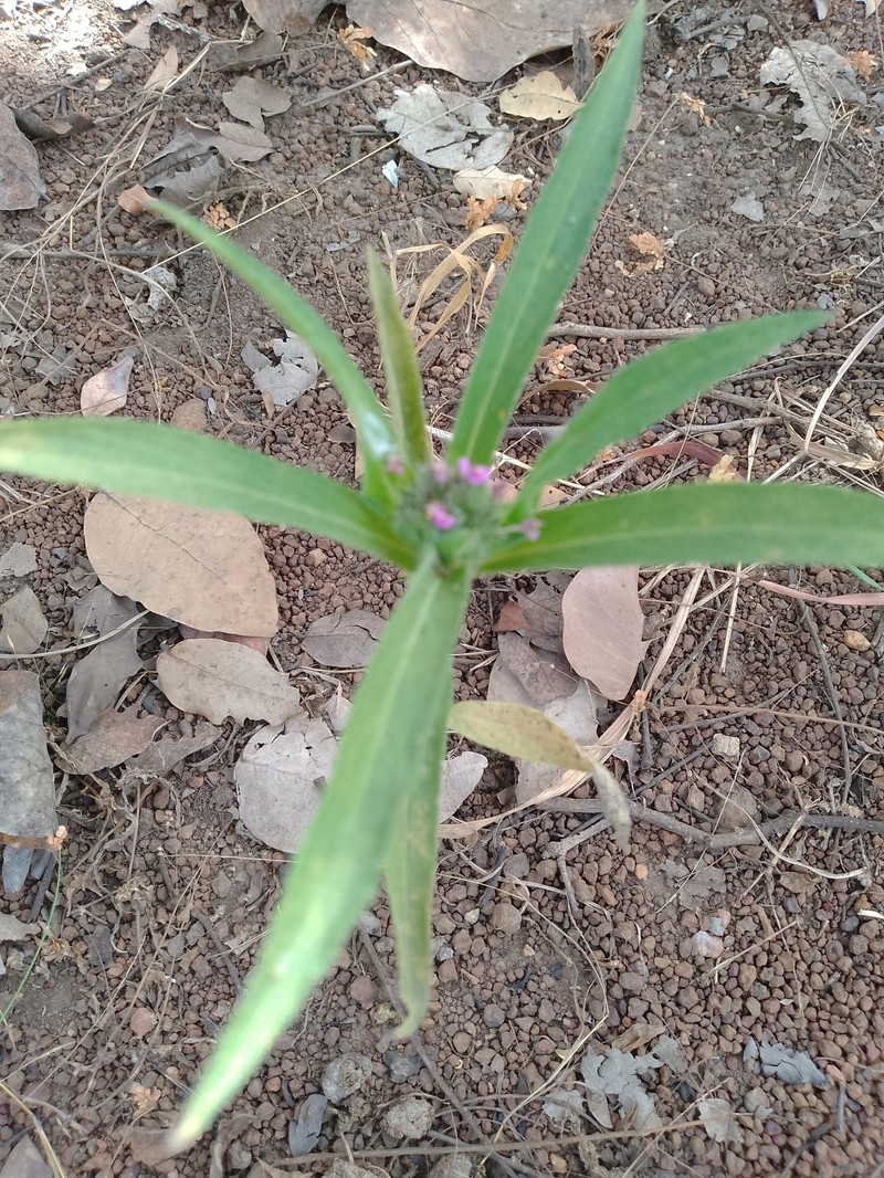 Hypoestes strobilifera photo 7